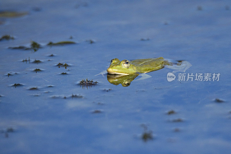 罗马尼亚多瑙河三角洲沼泽蛙(Pelophylax ridibundus)